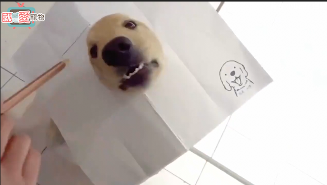 黃金獵犬變身3D畫，這也太可愛了！