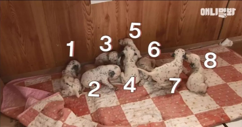 斑點狗生了9隻寶寶，一隻卻離奇失蹤，真相竟然是……