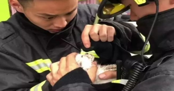 正能量！寵物店起火，消防員們為20多隻貓狗做心肺復甦！