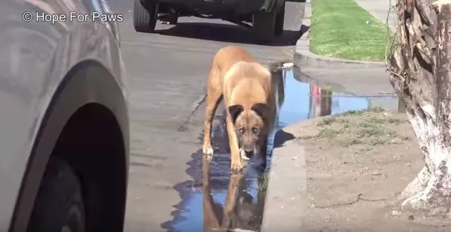 眼盲狗狗獨自在街頭流浪10年，牠一輩子都沒感受過人類的撫摸……