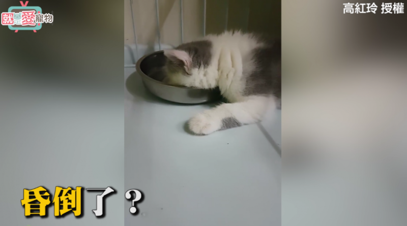 小貓咪太累，直接在碗裡熟睡。奴才幸福說到：「我家小主子也太懵呆了吧！」