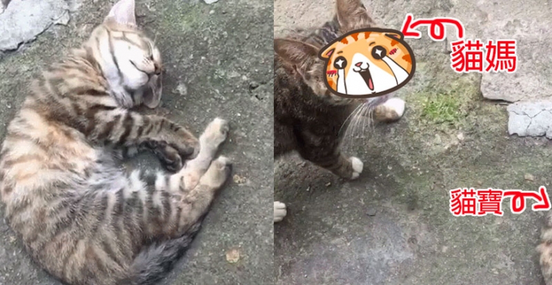 看到睡覺的小貓忍不住靠近拍照，結果往左ㄧ看....網友笑噴：還活著算你命大啦!!!XDD