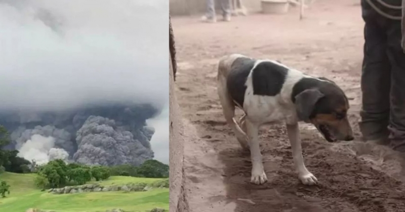 火山爆發，狗狗帶救援隊回家救人，但抬出來的卻是8具遺體…