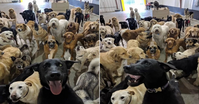 他給寄養中心的狗狗們拍了張合照，獲網友大讚：看着就開心！