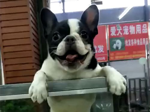 網友在寵物店看到一隻小鬥牛，剛要去吸，卻被眼前的一幕笑噴！