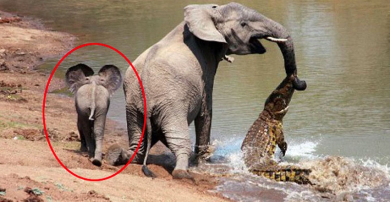 大象媽媽被鱷魚咬住鼻子，情急的小象竟用超可愛的「重量級絕招」擊退鱷魚！！(附影片)