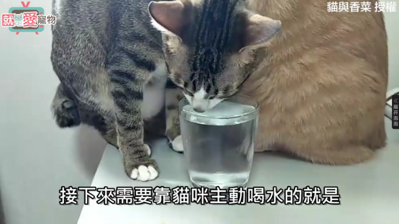 貓咪應該喝多少水？一天要消耗多少熱量？吃多少？(內含影片，養貓的人一定要把文章快速分享收藏)