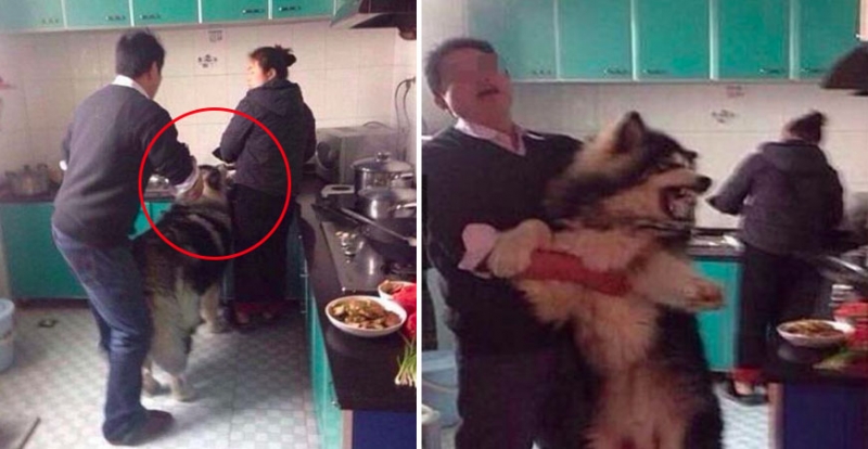 雪橇犬想偷吃馬麻煮的菜被發現，被把拔強行架走的瘋狂反應...網友全笑噴！