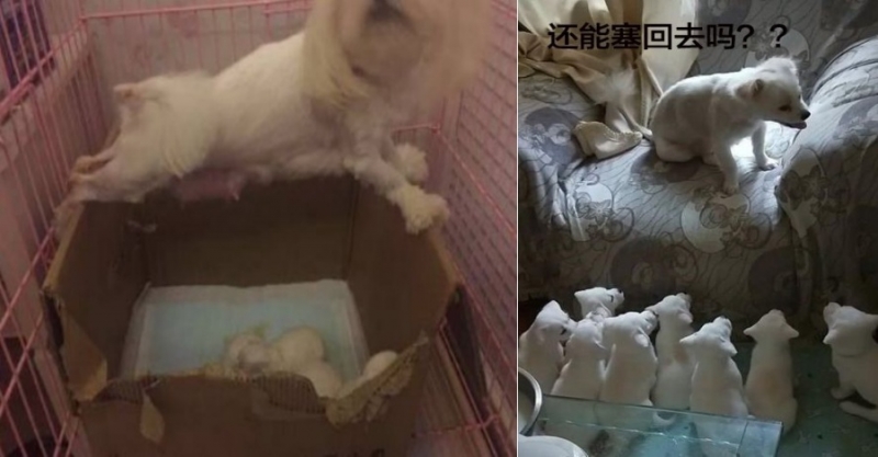 狗媽媽生了8隻小寶寶，結果到了該餵奶的時候...