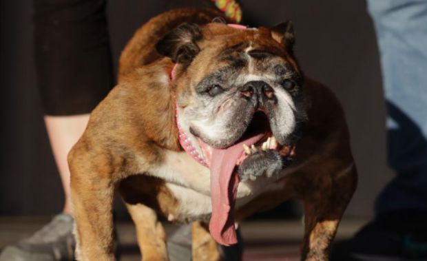世界最醜狗狗新冠軍，人家也是靠臉吃飯的！