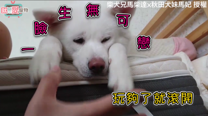 熟睡秋田犬遭慘玩，生無可戀的樣子好可憐。(內含完整影片)