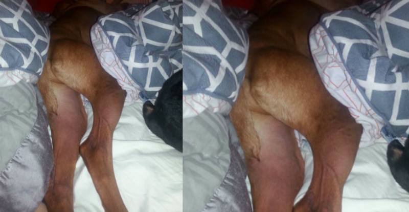 起床以為有「裸體男」睡在床上！這些汪星人爆笑的照片...每一張都太爆笑啦！