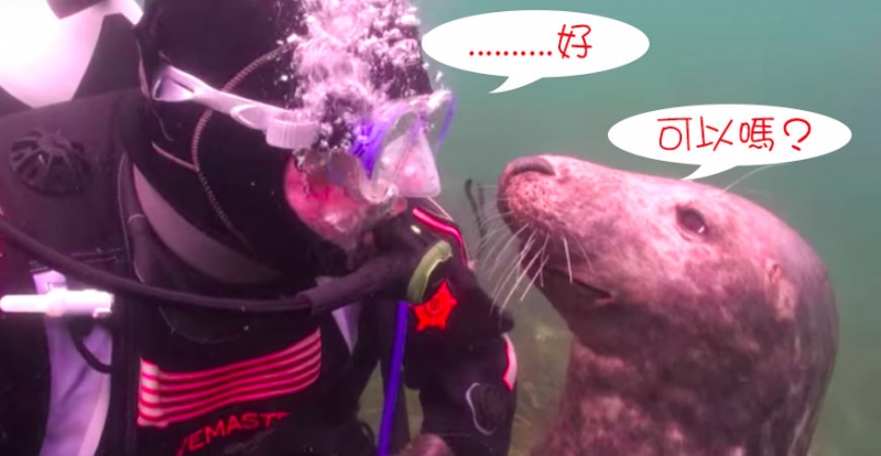 潛水時，ㄧ隻海豹突然過來要我幫忙搔癢...逗趣畫面讓網友笑翻啦！！（附影片）