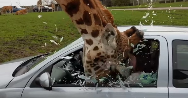 長頸鹿想要東西吃，遭乘客關窗夾頭，車窗應聲爆裂（附影片）
