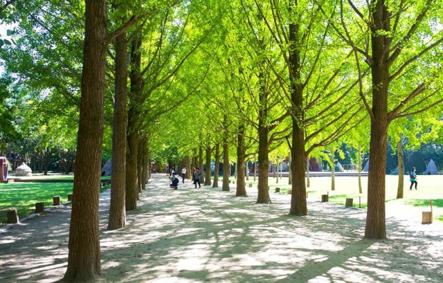 【趣吧】首爾近郊景點：南怡島、小法國村、晨靜樹木園人氣景點包