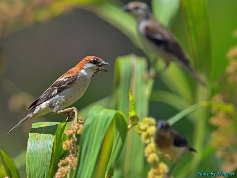 透過生態友善行動　保育瀕臨絕種山麻雀