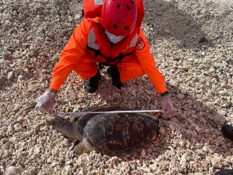 南台灣後壁湖岸際一日痛失三隻保育海龜