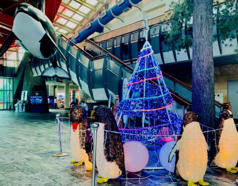 屏東海生館滿布聖誕氣息 慶企鵝寶寶邁入幼兒園