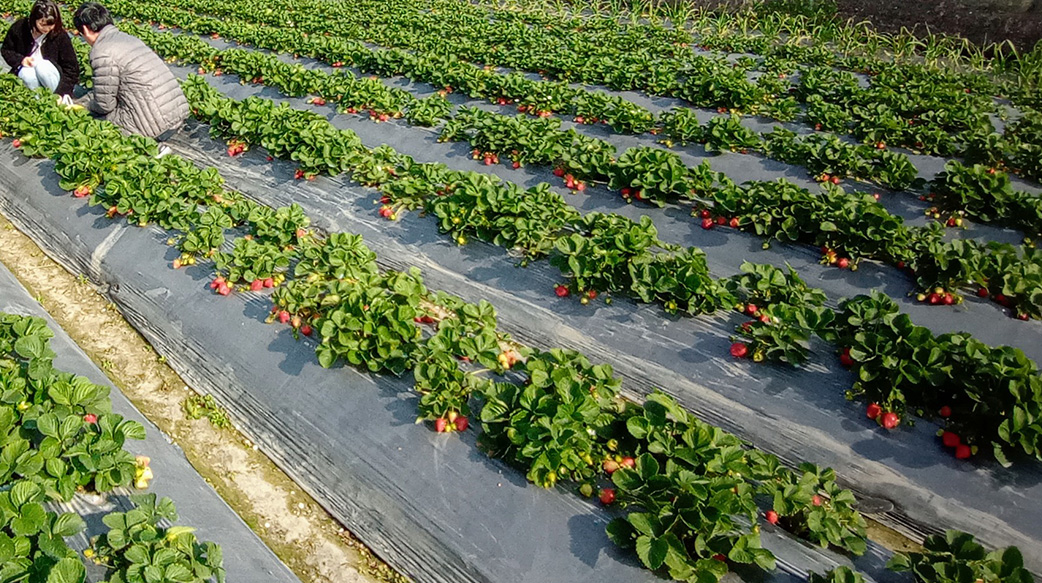 草莓季開跑GO！ 如何採到鮮紅欲滴果粒看這裡