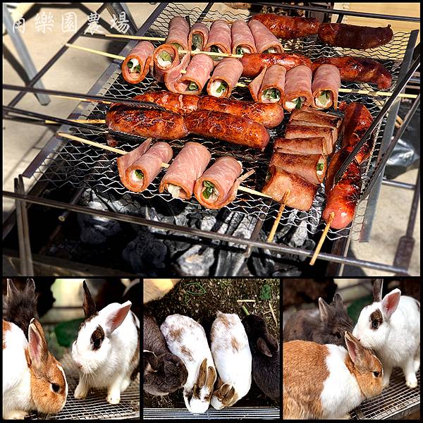 【八德親子】兔兔互動餵食親子農場-角樂園農場