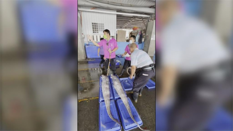 強震來襲？最長2.29公尺！台東漁民捕獲三條地震魚