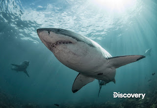電影「阿凡達」幕後設計師 製作「SID間諜鯊魚」 首度揭開鯊魚交配畫面! 