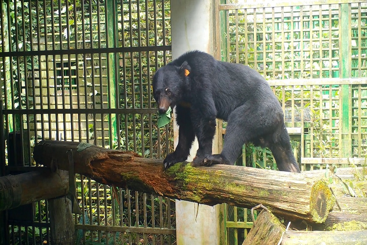 東卯山黑熊恢復健康了　林務局將二度進行野放